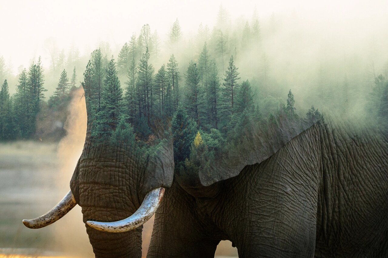 Double Exposure Elephant